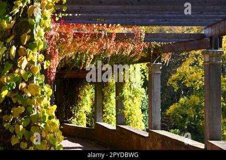 magnifique pergola avec plantes grimpantes d'automne Banque D'Images