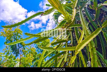 Fleur et plante d'un fruit de dragon Pitaya à Playa del Carmen Mexique. Banque D'Images