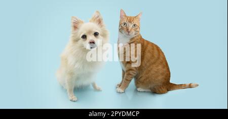 Portrait des animaux de compagnie d'été ou de printemps. un chien pomeranien attentif et un chat au gingembre assis. Isolé sur fond bleu pastel Banque D'Images