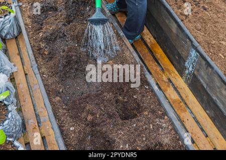 Vue rapprochée de l'homme dans l'arrosage en serre approfondissement dans le lit de jardin avant de planter la plante. Suède. Banque D'Images