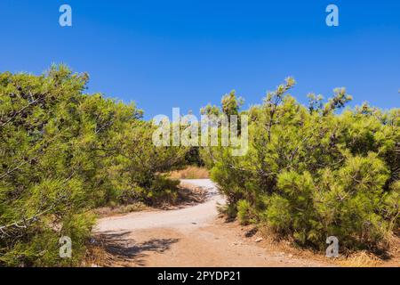 Belle vue sur les pins verts de montagne sur l'île de Rhodes. Grèce. Banque D'Images