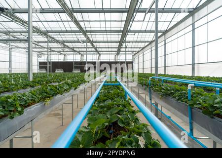 Système de serre pour la culture de fraise. Structure de tuyauterie d'eau avec système d'éclairage dans une ferme intérieure en verre d'aluminium. Banque D'Images