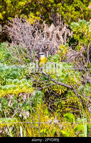 Grand kiskadee assis sur la clôture à la nature tropicale de jungle des Caraïbes. Banque D'Images