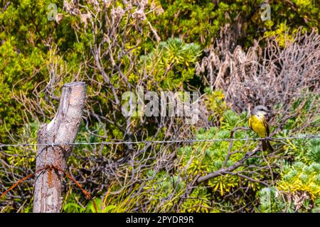 Grand kiskadee assis sur la clôture à la nature tropicale de jungle des Caraïbes. Banque D'Images