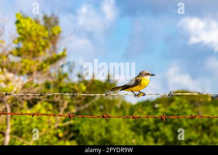 Grand kiskadee assis sur la clôture à la nature tropicale de jungle des Caraïbes. Banque D'Images