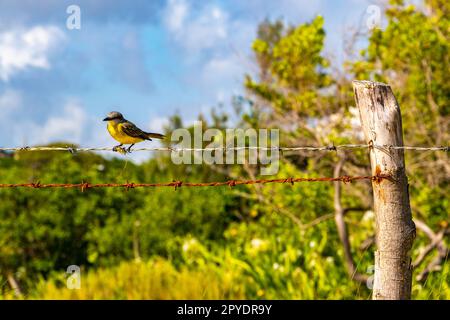 Grand kiskadee assis sur la clôture à la nature tropicale de jungle des Caraïbes. Banque D'Images