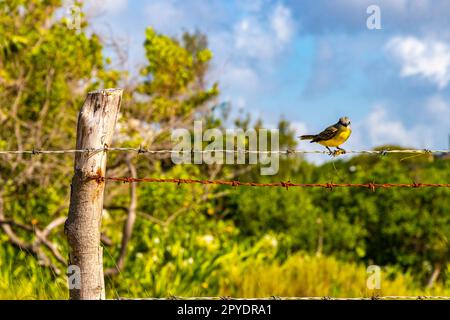 Grand kiskadee assis sur la clôture à la nature tropicale de jungle des Caraïbes. Banque D'Images