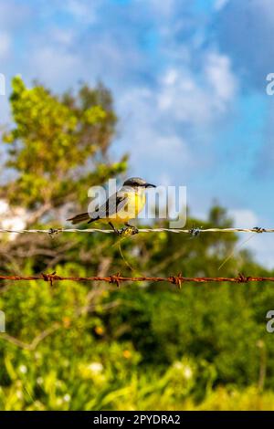 Grand kiskadee assis sur la clôture à la nature tropicale de jungle des Caraïbes. Banque D'Images