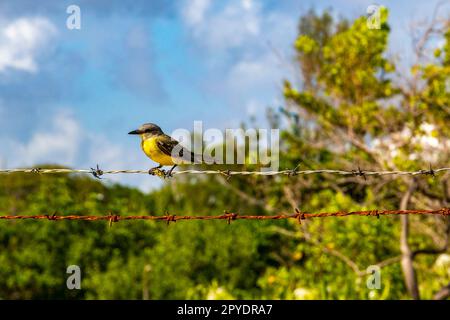 Grand kiskadee assis sur la clôture à la nature tropicale de jungle des Caraïbes. Banque D'Images