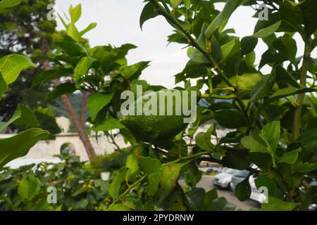 Citrons oblongs verts non mûrs sur une branche d'un citronnier dans un jardin au Monténégro. La récolte mûrissante du verger. Agriculture et production de légumes et de fruits. Produits biologiques. Banque D'Images