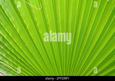 Palmier laisse texture avec ombre et lumière. Feuilles de palmier de couleurs vert vif et jaune. Tropical beau fond. Tourisme de plage d'été. Feuilles plissées. Banque D'Images