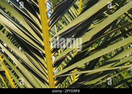 La paume se branche contre le ciel bleu. Temps ensoleillé. Vacances à la station. Noix de coco et feuilles de datte balancent. Le ciel bleu. Tourisme et voyage à la place tropicale. Monténégro, palmiers. Vacances à la plage. Banque D'Images