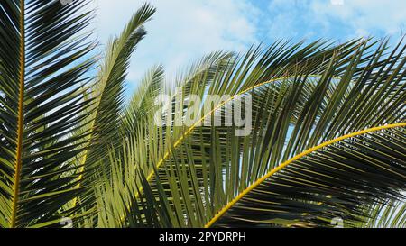 La paume se branche contre le ciel bleu. Temps ensoleillé. Vacances à la station. Noix de coco et feuilles de datte balancent. Le ciel bleu. Tourisme et voyage à la place tropicale. Monténégro, palmiers. Vacances à la plage. Banque D'Images