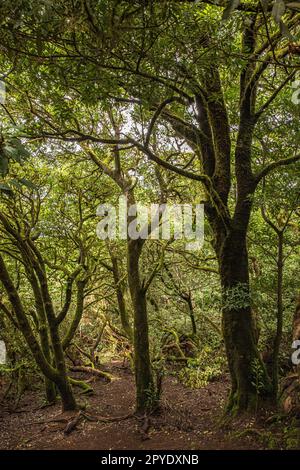 Forêt près de Mirador Cruz Del Carmen Banque D'Images