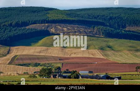 Hill Farming sur la topographie ondulée derrière la plage de St Cyrus, avec des plantations de conifères ayant des opérations d'abattage. Banque D'Images