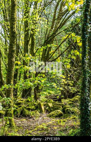 Vue panoramique sur les arbres verdoyants et les rochers couverts de mousse dans un bois gallois pendant une journée de printemps. Concept nature, rustique, environnement, écologie, sauvage Banque D'Images