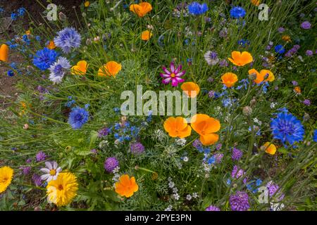 Fleurs sauvages, dont des coquelicots de Californie, des boutons de licence, Cosmos, Forget-me-nots et d'autres dans un jardin à Kirkland, État de Washington, États-Unis. Banque D'Images