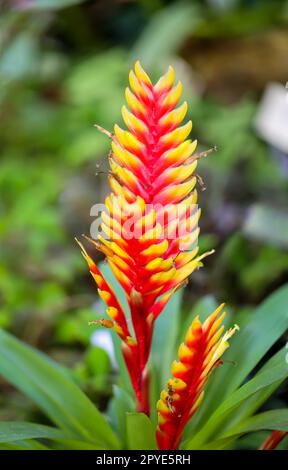 Fleur de la Vriesea gonflée, également appelée épée flamboyante. Banque D'Images