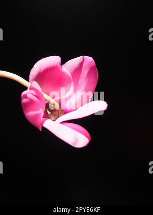 Cyclamen, ou violet alpin, est un genre de plantes de la sous-famille des Myrsinoideae de la famille des Primulaceae. Cyclamen rose sur fond noir. Espace de copie. Carte postale, invitation ou félicitations. Banque D'Images