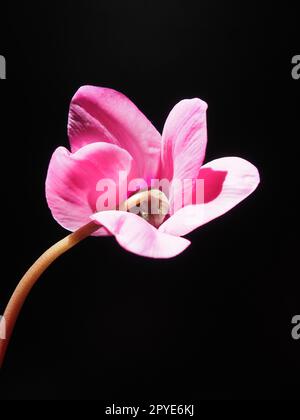 Cyclamen, ou violet alpin, est un genre de plantes de la sous-famille des Myrsinoideae de la famille des Primulaceae. Cyclamen rose sur fond noir. Espace de copie. Carte postale, invitation ou félicitations. Banque D'Images