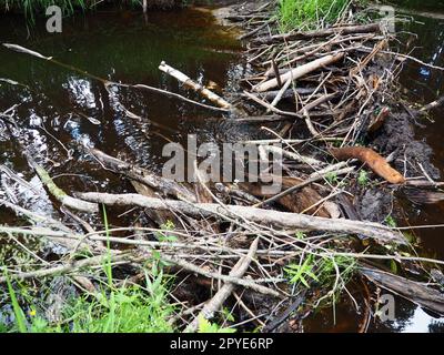 Barrage de castors érigé par des castors sur une rivière ou un ruisseau pour se protéger contre les prédateurs et faciliter la recherche de nourriture pendant l'hiver. Les matériaux du barrage sont le bois, les branches, les feuilles, l'herbe, le limon, boue, pierres Banque D'Images