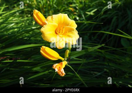 Daylily, ou beau jaune citron, est une plante herbacée vivace à floraison magnifique. Longues feuilles vertes minces. La floraison comme passe-temps. Variété jaune Hemerocallis lilioasphodelus. Banque D'Images