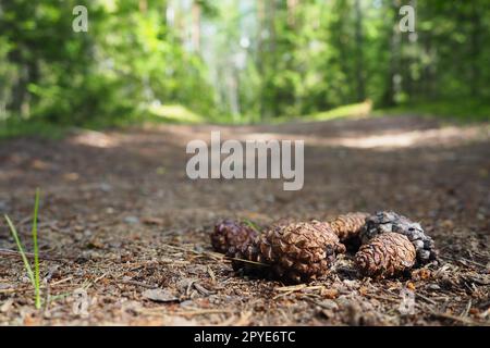 Les pommes de pin ou d'épinette reposent sur du vieux feuillage séché et sur des aiguilles de pin. gros plan. Chemin forestier dans une forêt de conifères. Arbres verts en arrière-plan. Le thème de l'écologie et de la conservation des forêts Banque D'Images