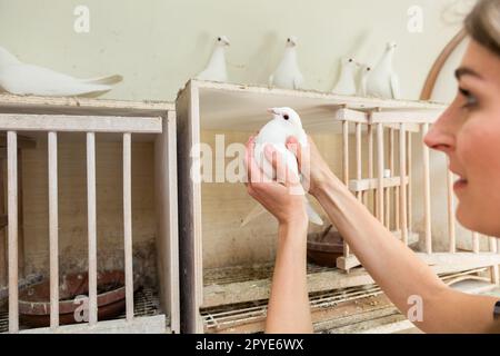 Femme avec colombe dans le loft pigeon Banque D'Images