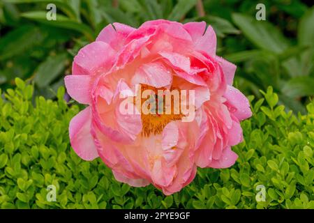 Gros plan d'une fleur de pivoine rose dans un jardin au printemps à Kirkland, État de Washington, États-Unis. Banque D'Images