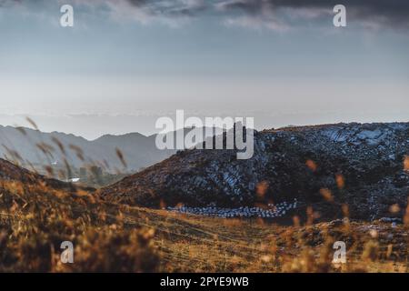 Apiary, production de miel dans les montagnes Banque D'Images