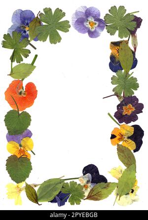 Feuilles et fleurs pressées en forme de cadre. Banque D'Images