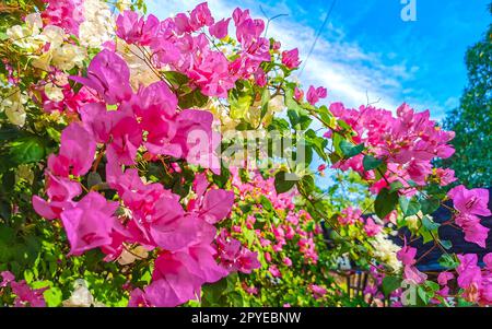 Bougainvilliers roses fleurs blanches à Puerto Escondido Mexique. Banque D'Images