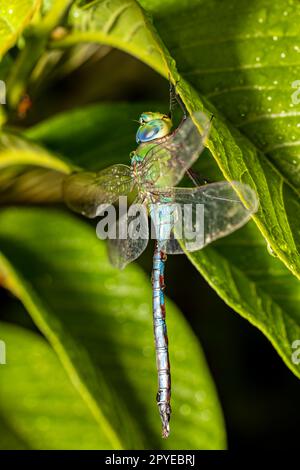 L'empereur de Madagascar, Anax tumoriger libellule, Tsingy de Bemaraha, Madagascar faune Banque D'Images