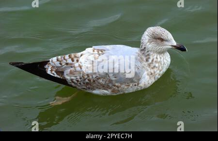 Goéland hareng européen, jeune oiseau, subadulte (troisième hiver) Banque D'Images