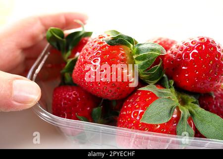 Fraises mûres dans un emballage en plastique sur fond blanc. Délicieuses baies fraîches dans un récipient à vendre aux clients. Garder les aliments frais. Nourriture saine. Main de femme tenant des fraises. Banque D'Images