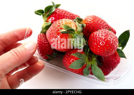 Fraises mûres dans un emballage en plastique sur fond blanc. Délicieuses baies fraîches dans un récipient à vendre aux clients. Garder les aliments frais. Nourriture saine. Main de femme tenant des fraises. Banque D'Images