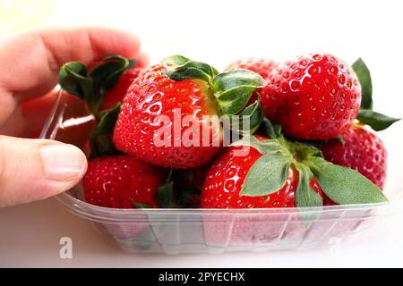 Fraises mûres dans un emballage en plastique sur fond blanc. Délicieuses baies fraîches dans un récipient à vendre aux clients. Garder les aliments frais. Nourriture saine. Main de femme tenant des fraises. Banque D'Images