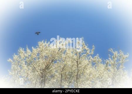 Floraison de cerises, cerises douces et cerises d'oiseaux. Un oiseau noir vole à travers le ciel bleu au-dessus de nombreuses belles fleurs blanches parfumées. Oiseaux migrateurs. Mise au point floue. Vignette blanche. Banque D'Images