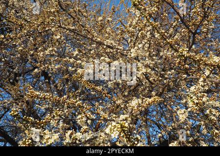 Floraison de cerises, cerises douces et cerises d'oiseaux. De nombreuses belles fleurs blanches parfumées sur l'arbre. Les fleurs blanches printanières sont collectées dans de longues brosses tombantes épaisses Banque D'Images