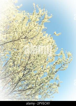 Floraison de cerises, cerises douces et cerises d'oiseaux. De nombreuses belles fleurs blanches parfumées sur l'arbre. Les fleurs de printemps sont collectées dans des brosses tombantes. Mise au point floue. Vignettage blanc. Banque D'Images