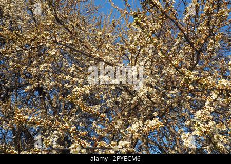 Floraison de cerises, cerises douces et cerises d'oiseaux. De nombreuses belles fleurs blanches parfumées sur l'arbre. Les fleurs blanches printanières sont collectées dans de longues brosses tombantes épaisses Banque D'Images