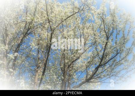 Floraison de cerises, cerises douces et cerises d'oiseaux. De nombreuses belles fleurs blanches parfumées sur l'arbre. Les fleurs de printemps sont collectées dans des brosses tombantes. Mise au point floue. Vignettage blanc. Banque D'Images