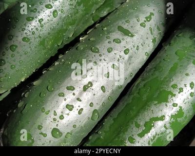 Concombres mouillés. Lavez soigneusement les légumes avec de l'eau. Prévention des maladies infectieuses. Gros plan sur les légumes verts. Végétarisme. Vitamine. Régime végétal. Des gouttes d'eau brillent au soleil Banque D'Images