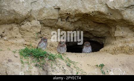 Les Little Owls dans une grotte dans le delta du Danube de Roumanie Banque D'Images