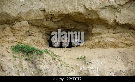 Les Little Owls dans une grotte dans le delta du Danube de Roumanie Banque D'Images