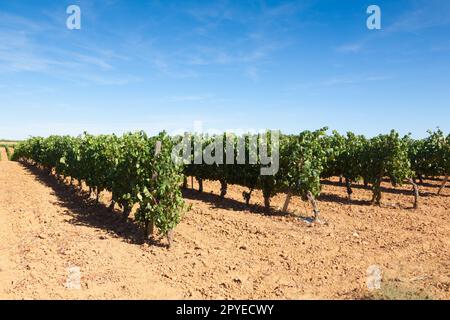 Paysage viticole de la région viticole de Duero, Espagne Banque D'Images