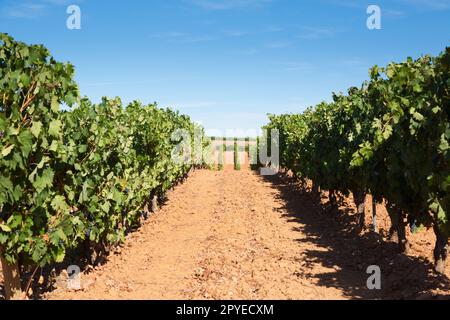 Paysage viticole de la région viticole de Duero, Espagne Banque D'Images