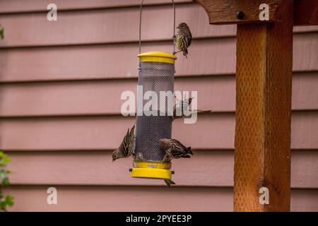 Les pins à siskins (Spinus pinus) se nourrissant d'oiseaux au Sunriver nature Centre à Sunriver près de Bend, Oregon. Banque D'Images