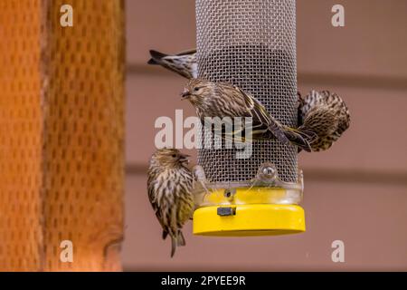 Les pins à siskins (Spinus pinus) se nourrissant d'oiseaux au Sunriver nature Centre à Sunriver près de Bend, Oregon. Banque D'Images