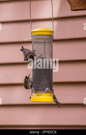 Les pins à siskins (Spinus pinus) se nourrissant d'oiseaux au Sunriver nature Centre à Sunriver près de Bend, Oregon. Banque D'Images